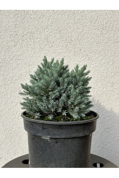 Ялівець лускатий Блю Стар - 3л/вис.10-15см/Ø15-20см/3роки